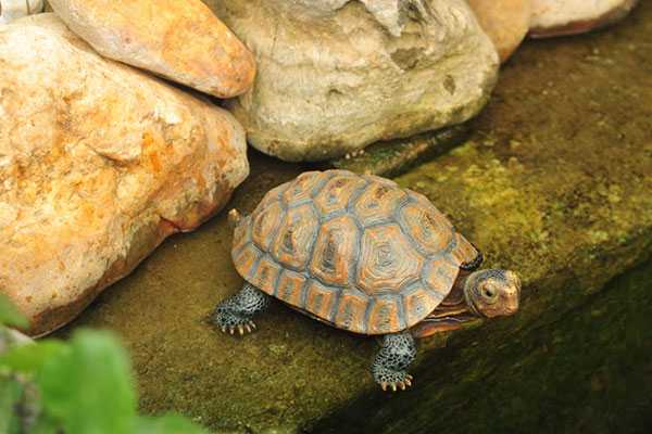 生化妊娠后怀孕香港验血,备孕梦见很多乌龟有大有小是预示怀孕了吗？