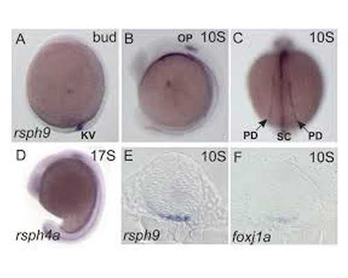 古玩大亨全文免费阅读88中文无弹窗_保利山东第二届艺术品拍卖会9月开拍
