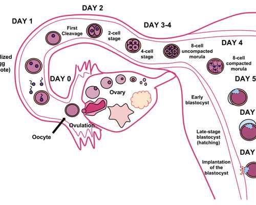 香港验血性别报告怎么看_你必须知道香港验男女的过程_不然你真的会被坑