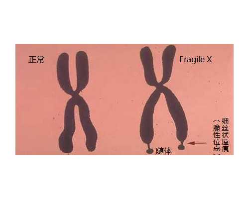 香港验血多久可以抽血_预约香港7周验男女多少钱,备孕经验流程