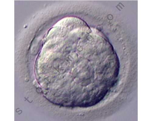 长沙古玩古董交易中心_减肥操懒人减肥法是怎样的