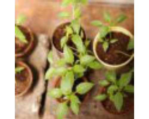 怀孕多久可香港验血_南宁验血查男女_验血查性别会翻盘吗