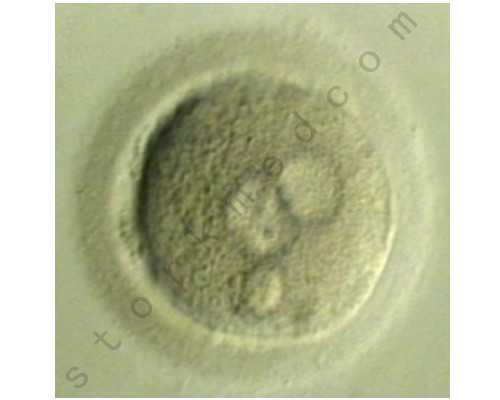 香港验血验男女 费用_郑州哪里可以查男女抽血送到香港_准不准知道的来说说