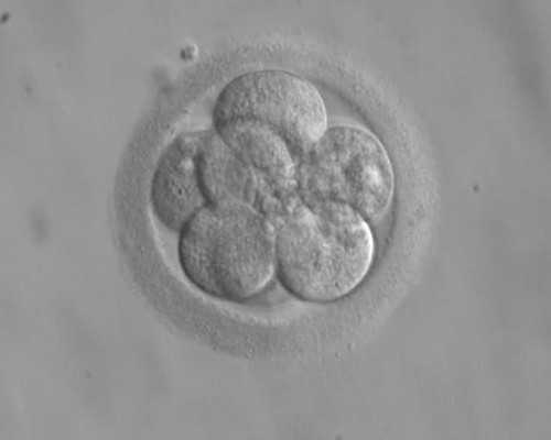 验血寄香港在哪里采血_hk香港验血_验血翻盘女翻男吗