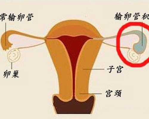 香港验血没有7周可以吗_武汉验孕男女香港_性别鉴定费用是多少!