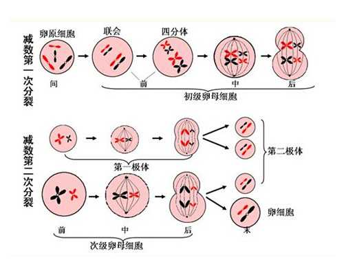 七周香港可以验血_怀孕查血可以查性别吗?亲身经历告诉你