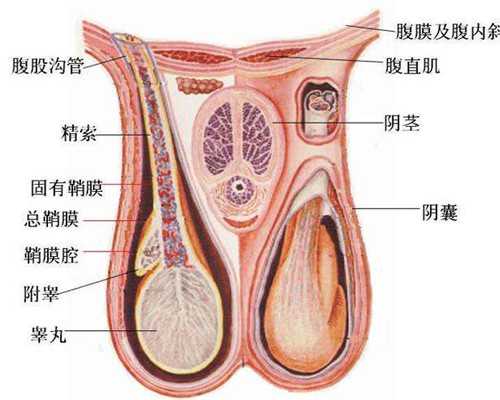 香港验血血液不能邮寄_香港验血知胎儿性别多久才能验？最关键的流程都在这