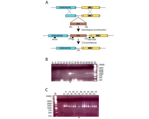 怀孕七周感冒去香港验血准吗,了不起的盖茨比观后感《了不起的盖茨比》读后