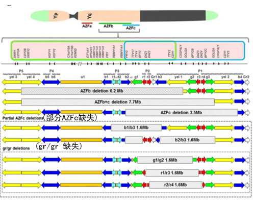 香港7周验血鉴定 是真假,宫颈糜烂患者能做美国试管婴儿吗？
