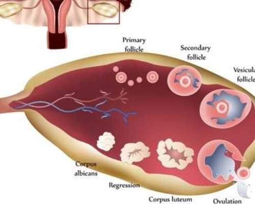 古玩古董鉴定证书价格,霹雷火命适合养鱼吗养什么动物好