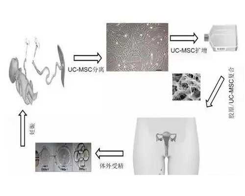 我附近的古玩市场,疫情之下，真的不能节食减肥吗？