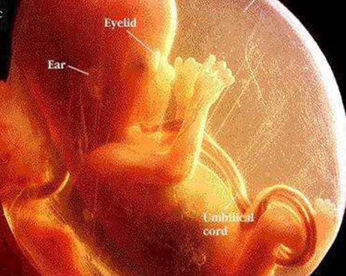 孕妇抽血到香港验血,试管婴儿促排卵有哪些相关知识？