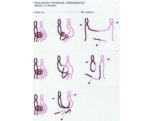 西安华山论剑古玩鉴定,梦见红色嫁衣