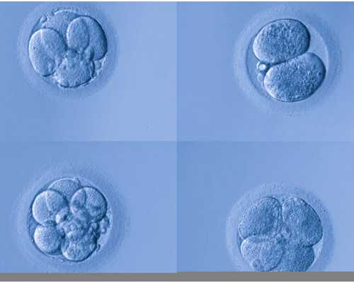 古玩大亨txt下载红薯,来自日常食物中的“清道夫”