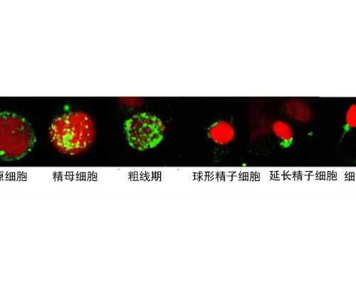 香港验血二胎又是女儿,怀孕8周抽血验性别费用选择去香港验血的理由