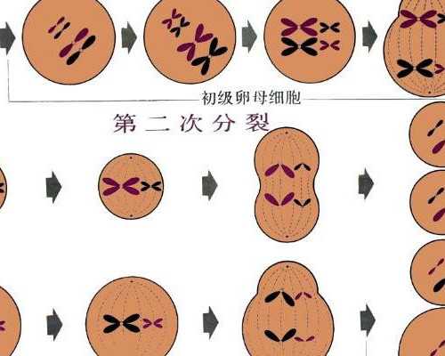 怀孕香港验血该找谁,IVF小知识 ｜ 试管备孕，老公也要吃叶酸？它对男性影响有