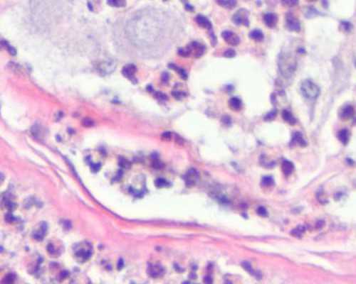 中华古玩交易网官网,手抓羊排的做法