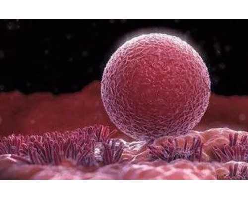 香港怀孕多久可以验血测男女_网络的香港验血做男女性别可信吗?知道的宝妈来