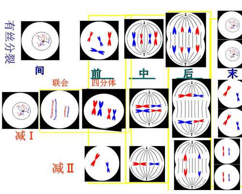 香港验血测试胎儿性别 需要多少钱,香港验血报告怎么辨别真假准不准,查男女哪