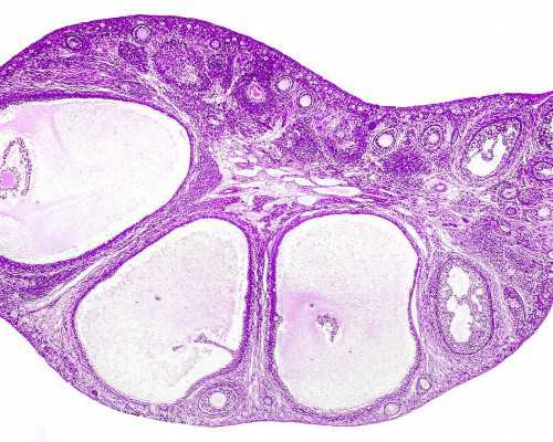 香港验血6周费用,香港9周验血可以吗_验血查性别哪家最准!