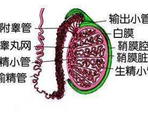 香港怀孕多久可以查男女验血_香港验血报告一个D_分享我的亲身经历