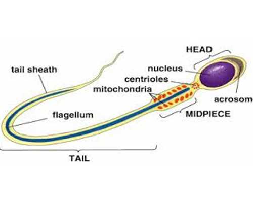 香港验血多少钱怀孕_去香港查胎儿性别中介_验血是女孩,能翻盘么!