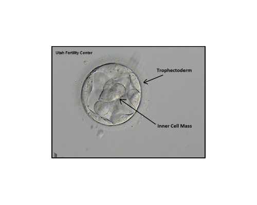 浮沉古玩虫电视手机版,体寒气虚血虚的女人怎么调理