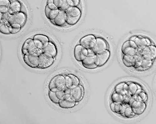 香港验血多久可以验,男性孕前检查 备孕前男性应该做4项检查