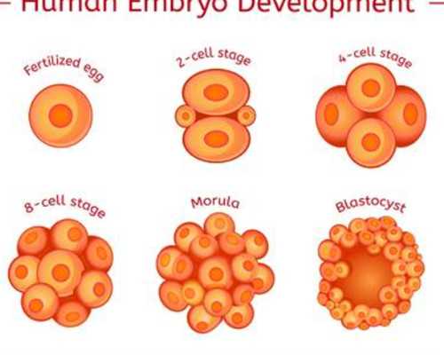 香港中介验血会故意掉包吗,如何调理身体备孕三胎