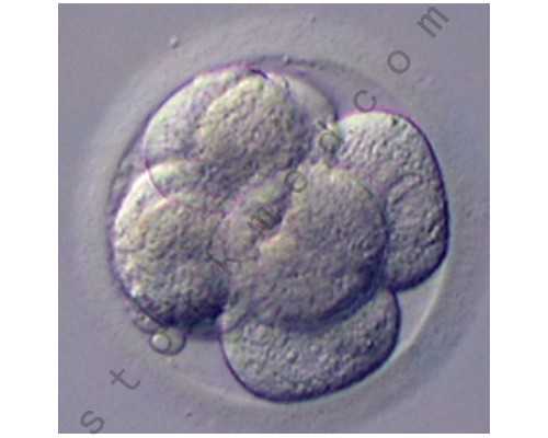 香港验血查性别需要多少钱,北京抽血送香港查性别可以吗_验到男孩女孩有人翻