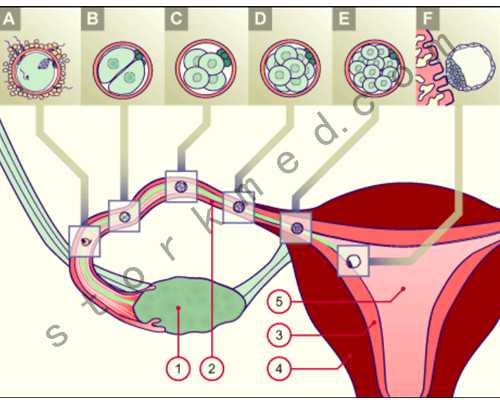 去香港验血哪个医院好,两年备孕无果想生双胞胎男孩，H女士泰国试管婴儿经历