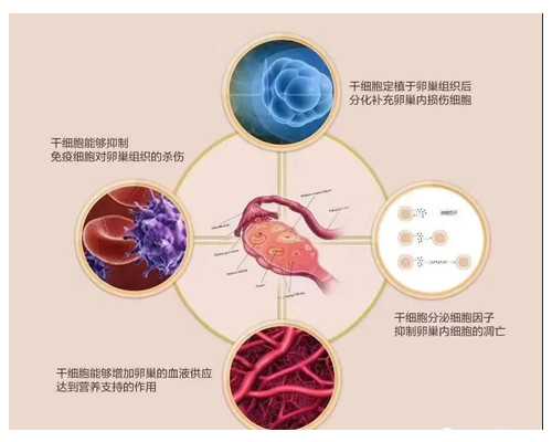 12周香港验血准确率高吗,怀孕5周可以在香港查男女吗_总结下香港鉴定性别攻略
