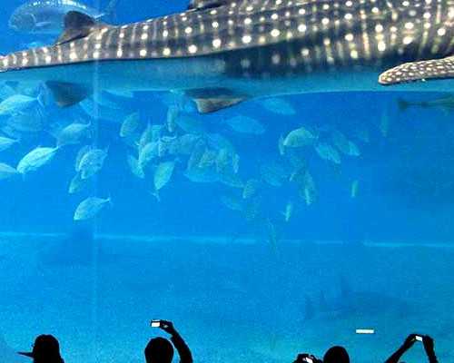 古玩收藏正规公司,腓骨骨折手术