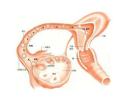 香港验血中心位置_抽血寄香港查性别真实吗?多久能查？
