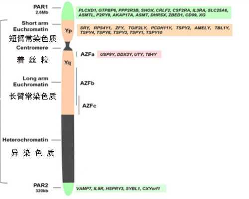 7周可以香港验血吗,2022山东中医药大学附属医院试管生双胞胎费用一览，附试管