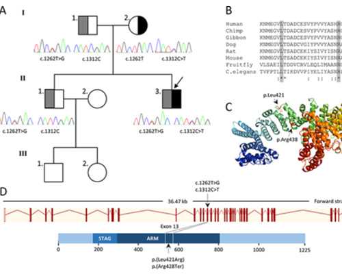 内地邮寄香港验血,美国试管婴儿会减少发生宫外孕的概率吗？