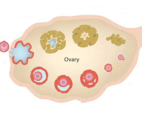 古玩拍卖网app,快走出汗能减肥吗