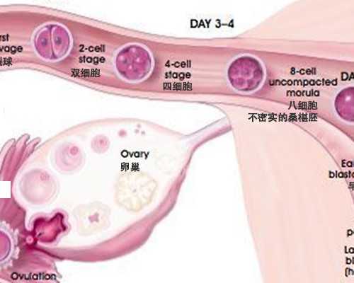 中国最好的古玩市场,金牛座与狮子座配吗配对指数分析