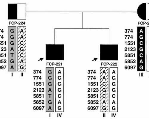 香港验血官网怎么查,备孕期男方可以喝酒吗