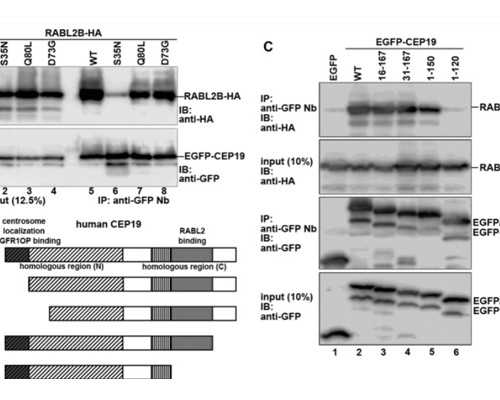 香港验血dna基因鉴定中心,备孕期间吃叶酸抽烟有影响么