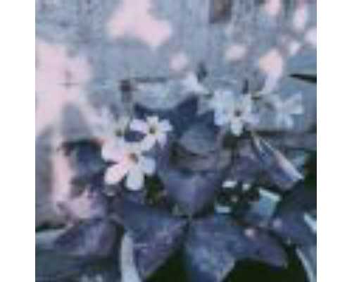 几天可以香港验血,香港验血抽血保存多久_总结下香港鉴定性别攻略!