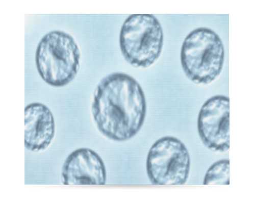 香港验血能看男女吗,哪个医院治疗不孕不育比较好(河北医科大学第二医院儿科