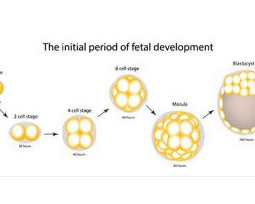 香港验血双胞胎多久去,中山博爱医院试管进入周期后详细流程步骤是怎么样的