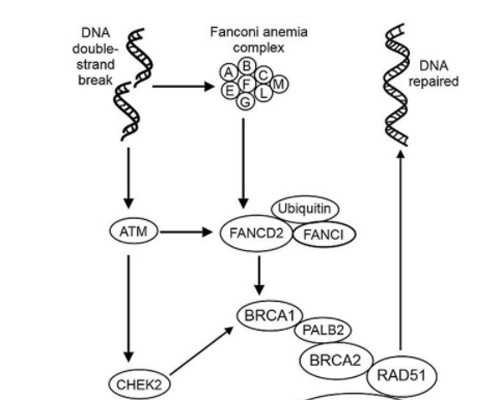 孕几周可以香港验血,备孕吃什么助孕食疗食谱 备孕期间必吃这些