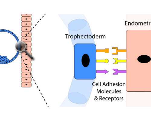 广州有香港验血测男女,试管婴儿降调期间需要注意什么？