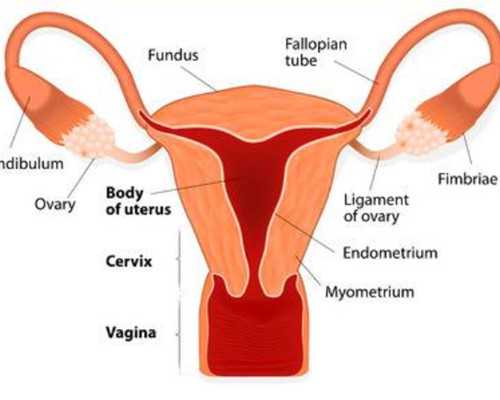 2023年4月年古玩交流会,冬瓜怎么减肥