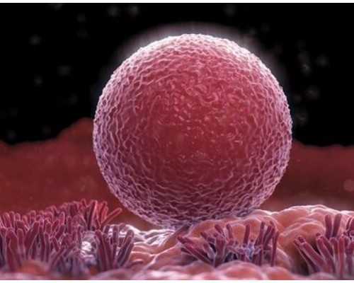 香港验血查男女需要哪些条件,月经期、孕早期能不能做阴道超声？