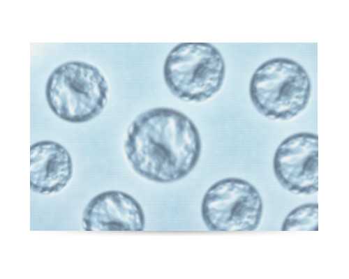 怀孕几周可以去香港验血知男女,想要女宝宝怎么做备孕注意这些情况下容易生