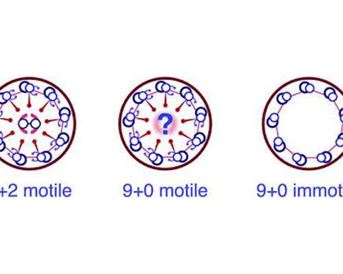 香港验血女宝报告,美国试管婴儿资讯：大龄女性下滑的卵子数量和质量