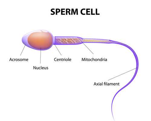 古玩包装盒定制,肌酐高能吃豆类食品吗